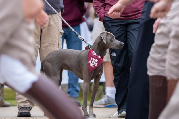 A study by researchers at Texas A&M University and the Dog Aging Project has found that purebred and mixed-breed dogs are mostly equal when it comes to overall frequency of health condition diagnoses. Jacob Svetz/Texas A&M University Division of Marketing and Communications