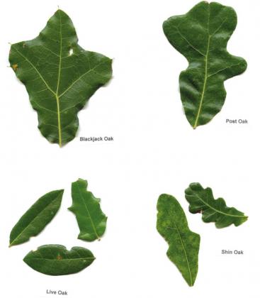 A collection of leaves from some common Hill Country trees.