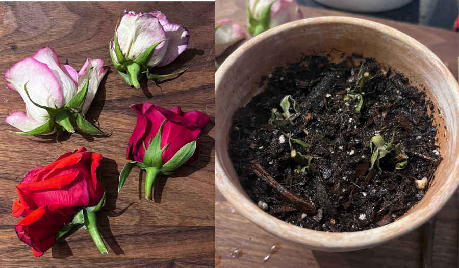 Grow