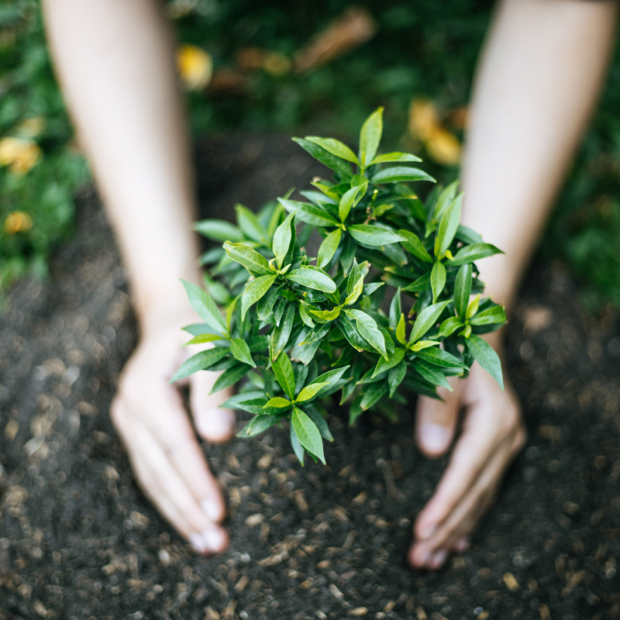 Green Burial