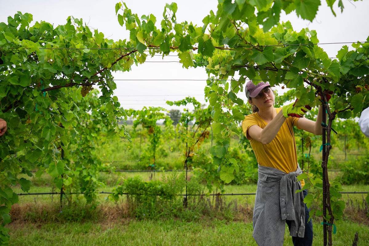 Wine Grape Harvest