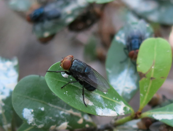 Adult New World Screwworm fly