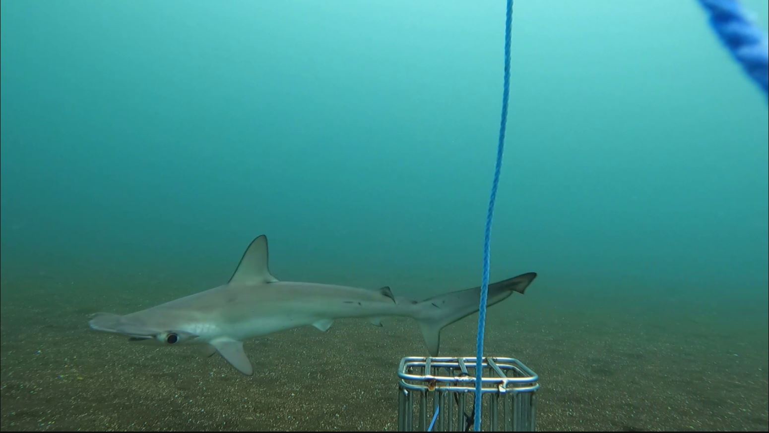 Smooth hammerheads, like other hammerhead species, are threatened by overfishing throughout much of their range. Even when protected within marine reserves, highly migratory sharks may travel through international waters where fishing pressure remains high.  Credit: Texas A&M University at Galveston