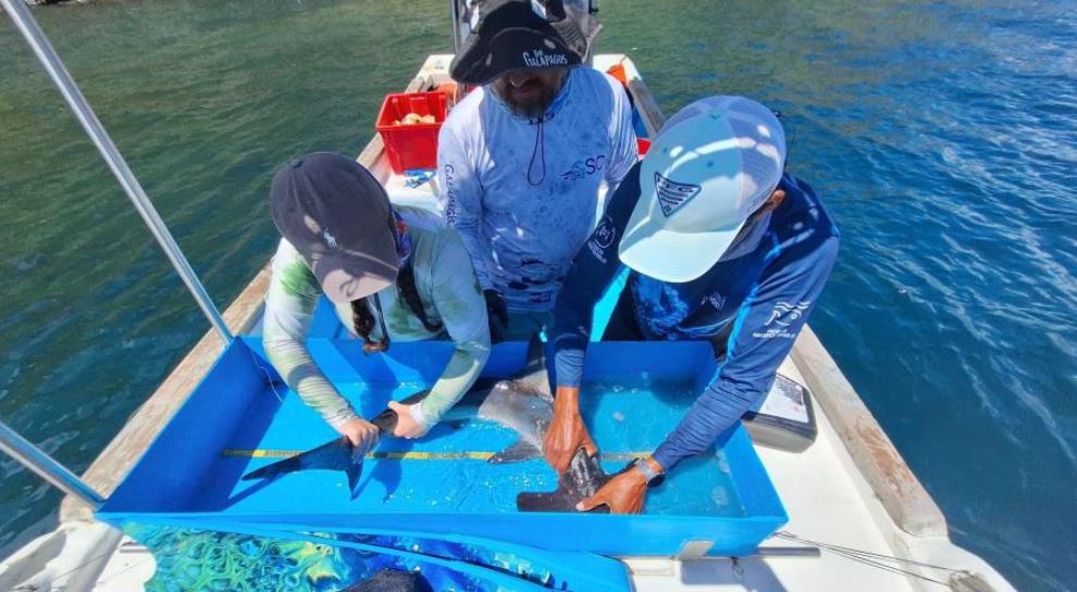 Researchers measure a juvenile smooth hammerhead shark in the waters of the Galapagos islands.  Credit: Texas A&M University at Galveston