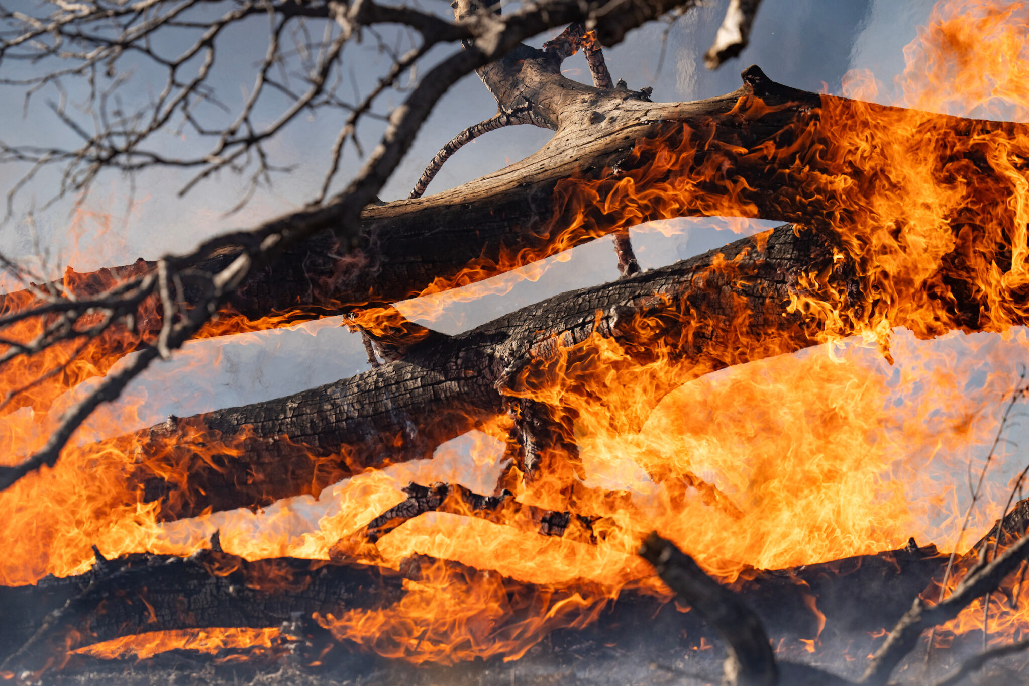 Flames can been seen engulfing a tree as high winds reignite parts of the Smokehouse Creek fire outside of Miami, Texas on Saturday, March 2, 2024. Cheong said wood smoke contains many of the same harmful substances found in cigarette smoke. Sam Craft/Texas A&M AgriLife Marketing and Communications