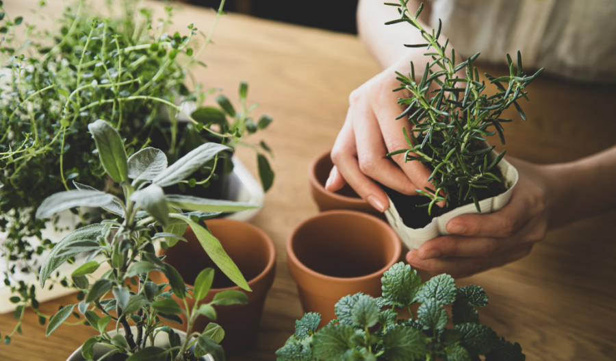 Tips and Tricks for indoor gardens