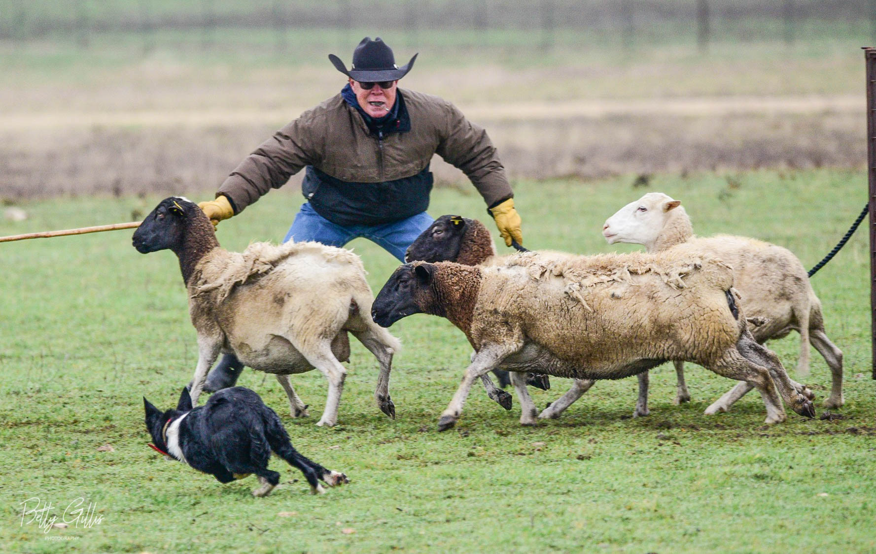 Les Hale - Sheep Dog Trials