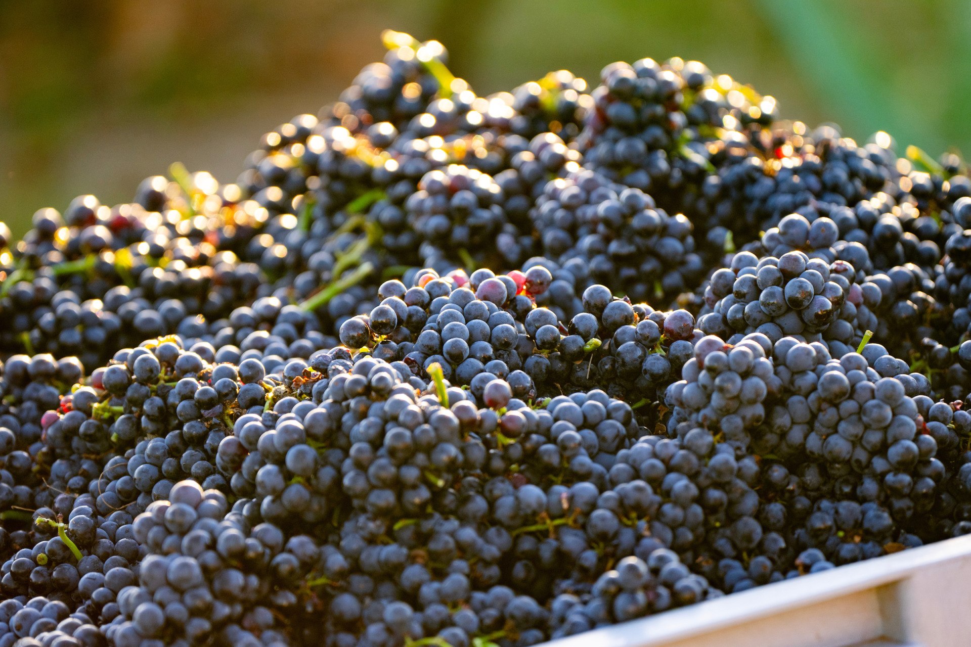 Picked grapes