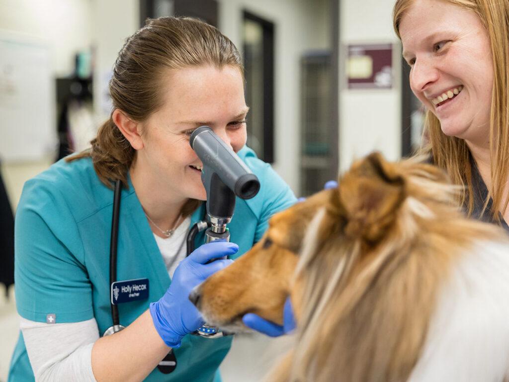 Regularly taking your pet to a veterinarian for wellness and preventative care — including vaccines, heartworm and flea/tick prevention — is imperative in becoming a responsible pet owner. Jason Nitsch/Texas A&M University College of Veterinary Medicine and Biomedical Sciences