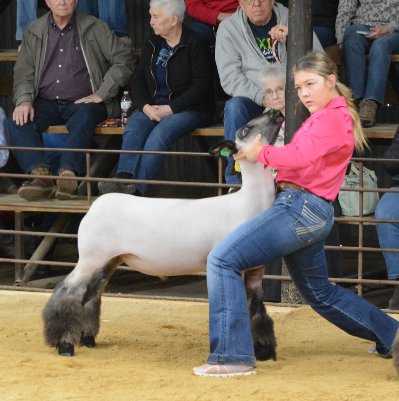 Stock show - Senior Lamb Showmanship - Bryli Edmondson