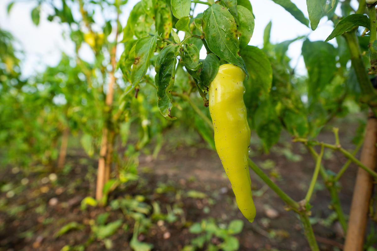 Peppers