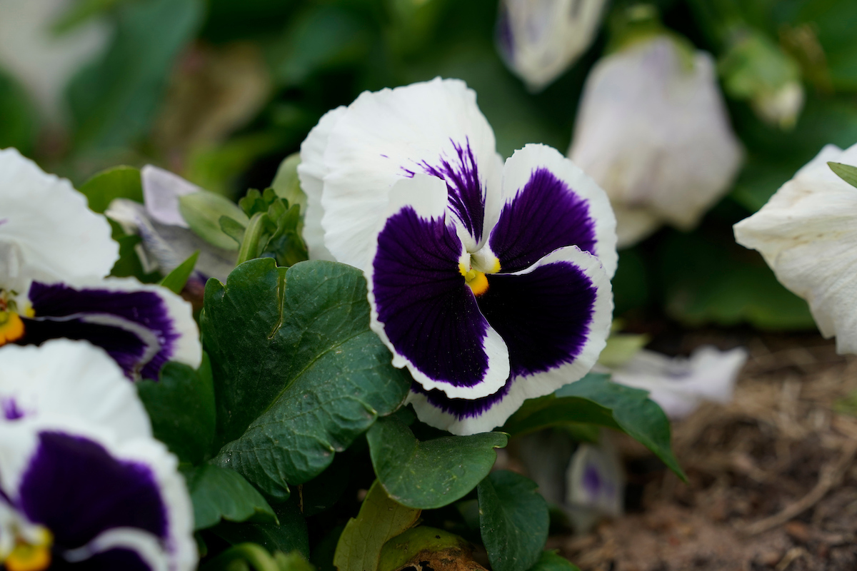 Pansies