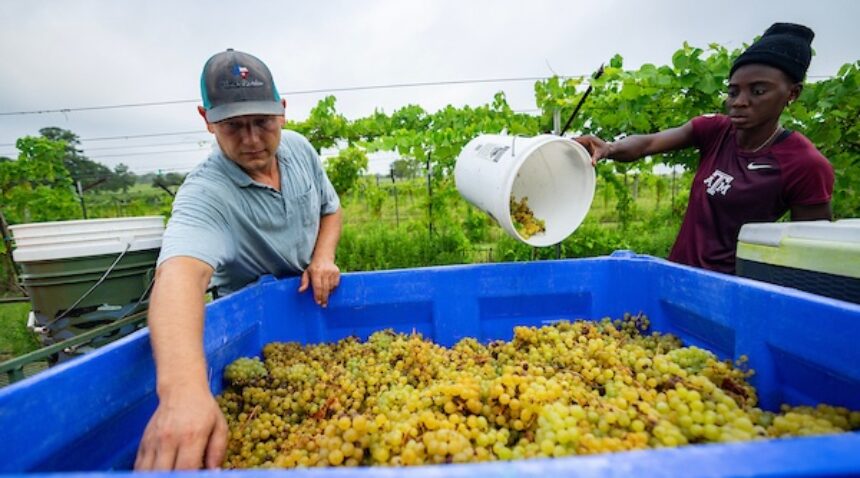 Wine Grape Harvest
