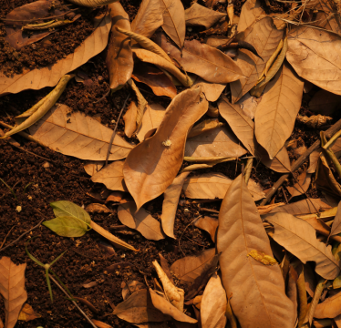 Compost leaves