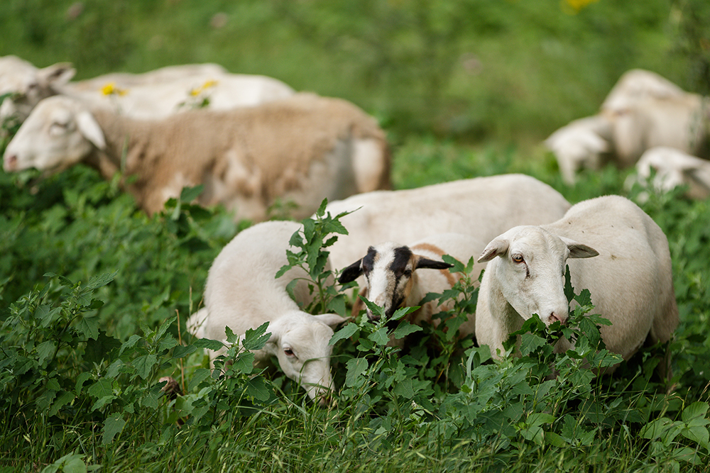Add profitability by exploring new ways to use available forages