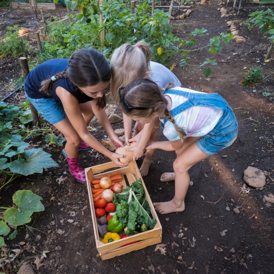What is Companion Planting?