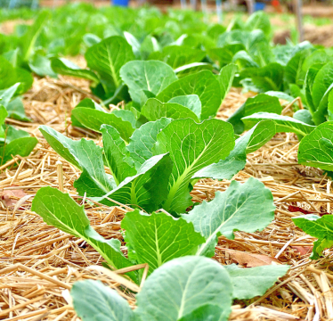 Veggie Garden