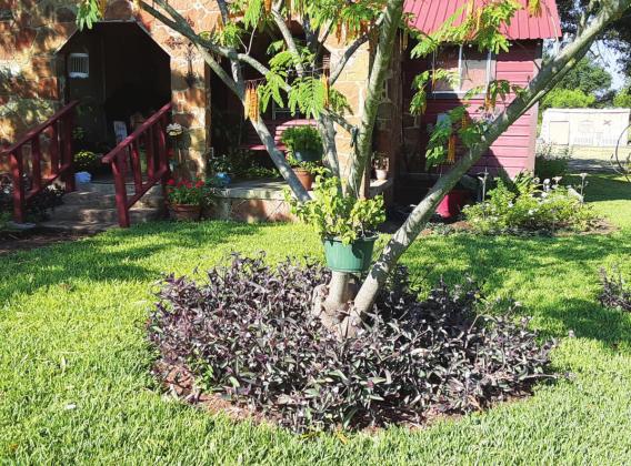 San Saba Garden Club's Yard of the Month for September 2021