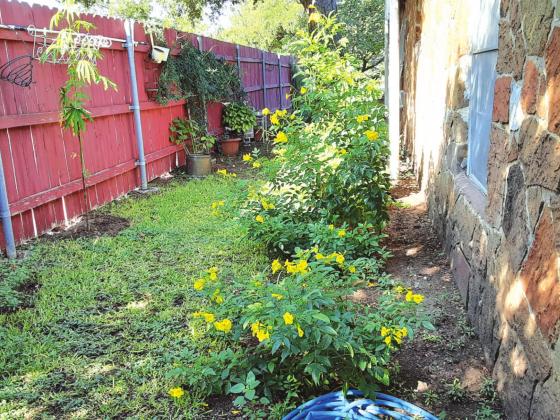 Beautiful yellow esperanza grow along the south side of the Cisneros’ home - nominated by San Saba Garden Club as Yard of the Month for September.