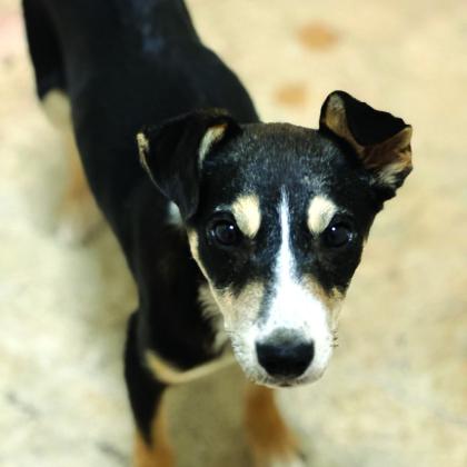 Pet of the Week - Penny