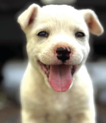 Meet Cotton! - Pet of the Week