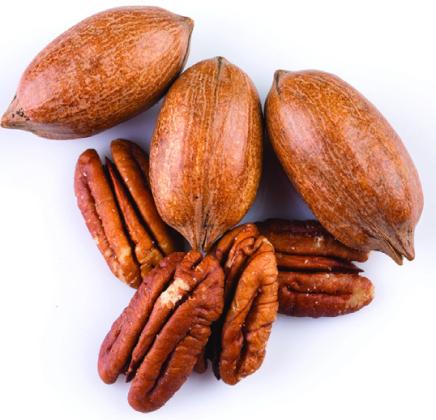 San Saba County Pecan Field Day