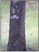 Hill Country Naturalist