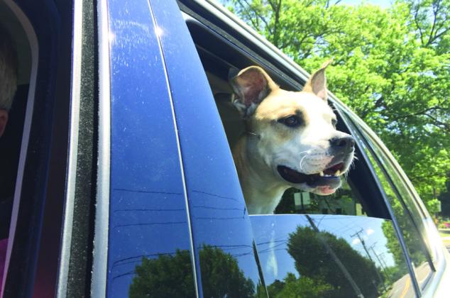 Six tips to keep pets safe during storm season