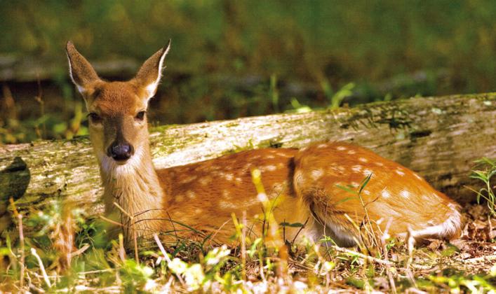 Leaving wildlife alone is best practice