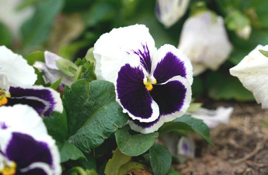 Now is the time to sow seeds like pansies that you want to plant in the fall. (Texas A&amp;amp;M AgriLife photo by Laura McKenzie)