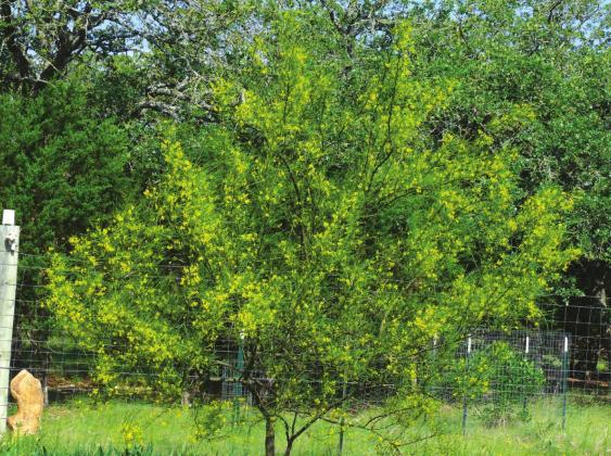 “A Retama in full bloom after a spring rain.”