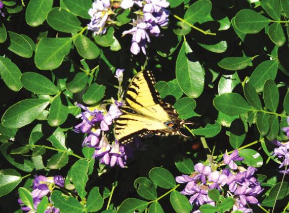 Hill Country Naturalist