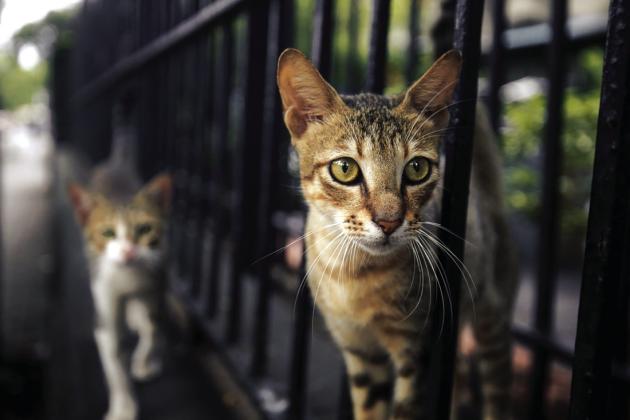 Protecting pets from New World Screwworm