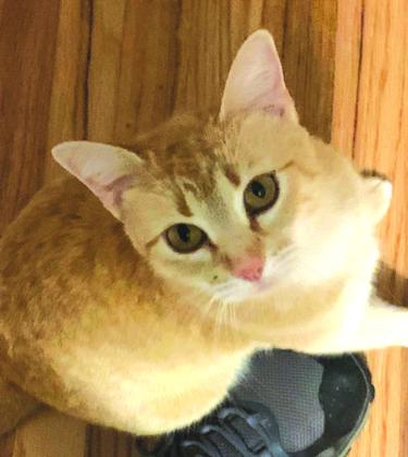 Pet of the Week