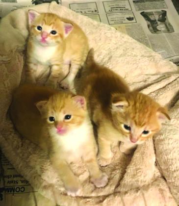 A Purr-fect Rescue Tale: Meet Sunshine and Her Adorable Kittens!