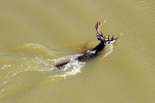 Photo courtesy of Macy Ledbetter | www.SpringCreekOutdoors.com