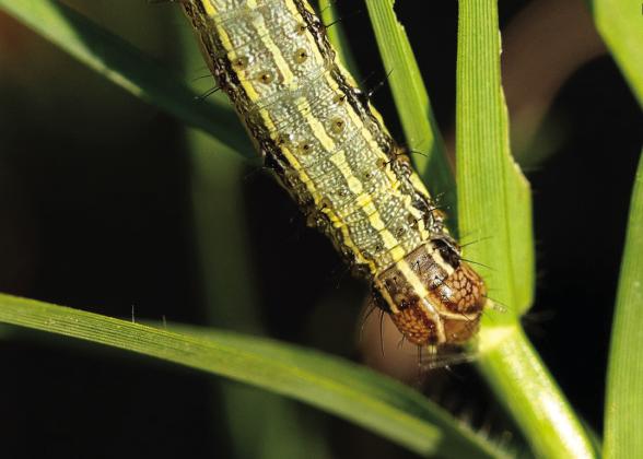 Fall armyworms can be extremely destructive pests in improved pastures being grown for hay and grazing livestock. (Michael Miller/Texas A&amp;M AgriLife)