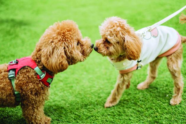 Pet Talk: Summer socializing? What owners need to know about kennel cough in dogs