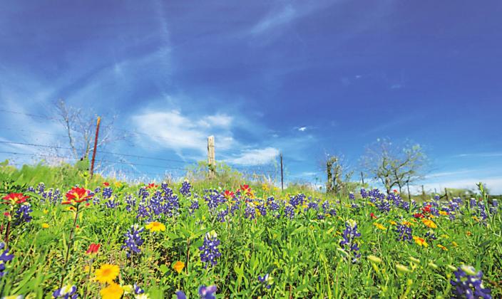 Just take a break for a moment and go outside. . . feel that nice Hill Country breeze and warm sun on your face, then look around for the wildflowers with their multicolored blanket that soothes and comforts one’s soul. Isn’t that what this picture makes you feel with this vibrant scene?  Photo by Kirk McClendon