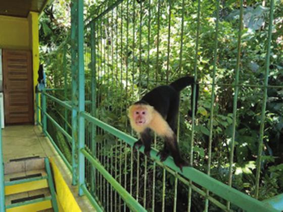 Capuchin monkeys claiming the porch as theirs