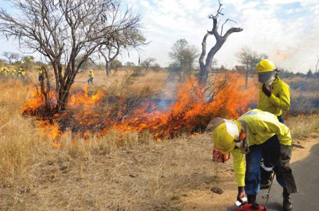 Two men in yellow safety jackets and hard hats stand on a roadway beside a controlled fire that is burning through dry grass. Prescribed burns provide positive benefits to land management. (Texas A&amp;amp;M AgriLife photo)