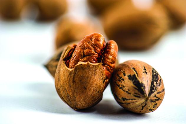 2024 Central Regional Pecan Show Results