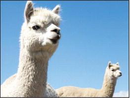 First-time Alpaca ownership: what to consider before buying