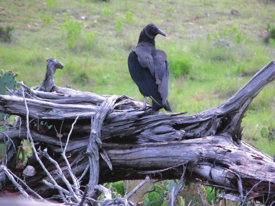 Caption “A Black Vulture stands guard over its nest under the log.”