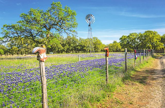 Here’s another beautiful Hill Country scene that could be very close to where you live. Bluebonnets are maturing, grass is green due recent rains, and apparently the fence posts have sprung cowboy boots of all types!! What a neat idea! It’s a beautiful site for those who are getting a little wary during these turbulent times.  Photo by Kirk McClendon