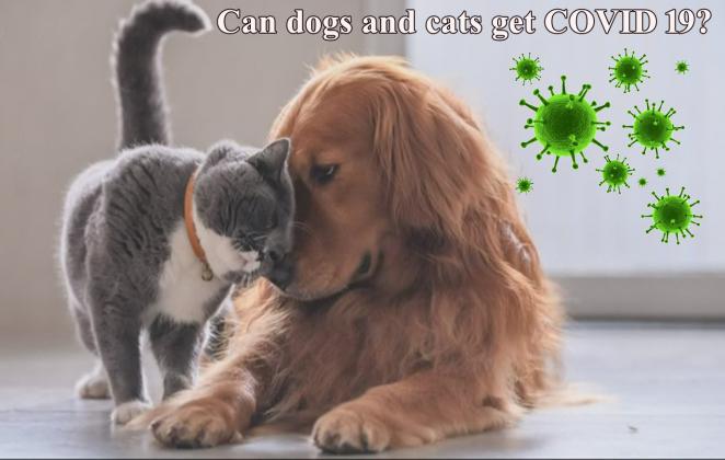 Pets and COVID 19