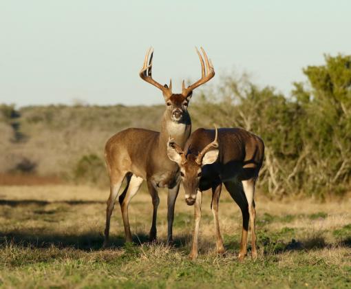 Photo Courtesy of Macy Ledbetter, www.SpringCreekOutdoors.com