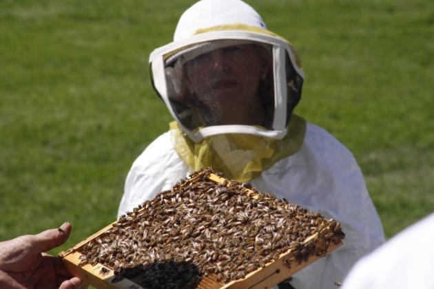 Safely handling bees can help lower your property taxes as well as being a fun family activity and providing honey for your table.