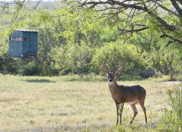 Photo by Macy Ledbetter www.SpringCreekOutdoors.com; www.LibertyRanches.com All rights reserved