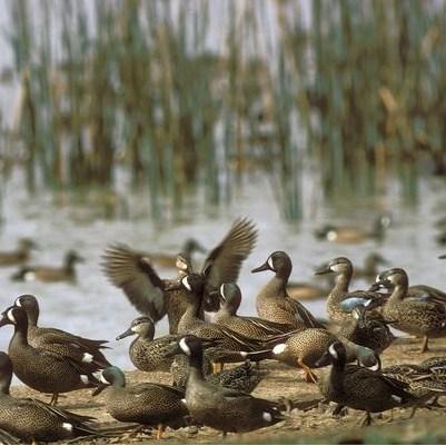 Photo credit Texas Parks and Wildlife